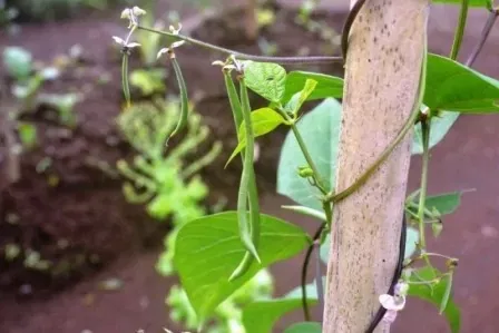 green beans plant