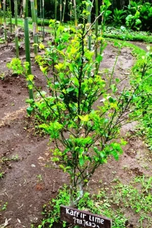 Kaffir Lime