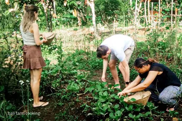 natural organic farming to grow vegetables