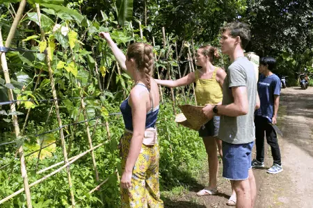 harvesting fresh ingredients before cooking
