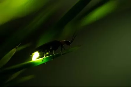 firefly on the paddy leave