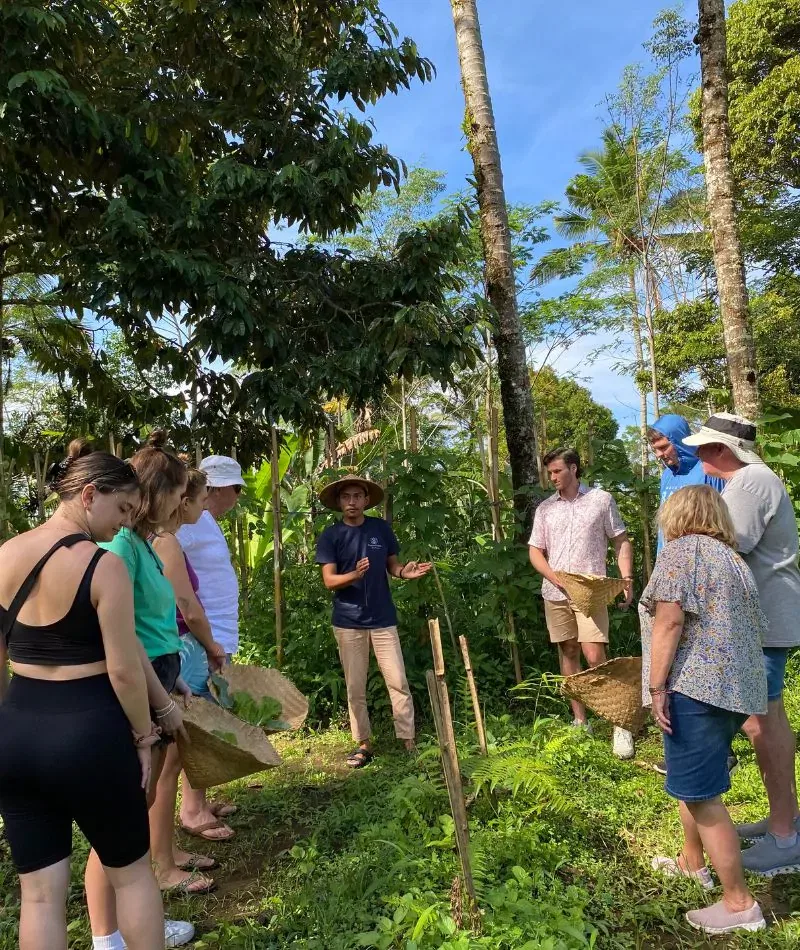 harvesting some green veggies from our organic farm in ubud