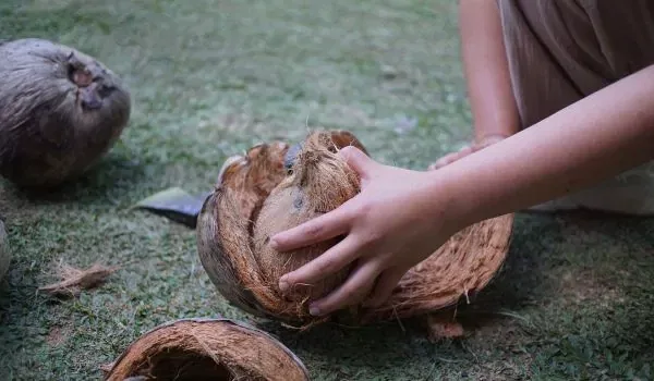 opening coconut husk fiber