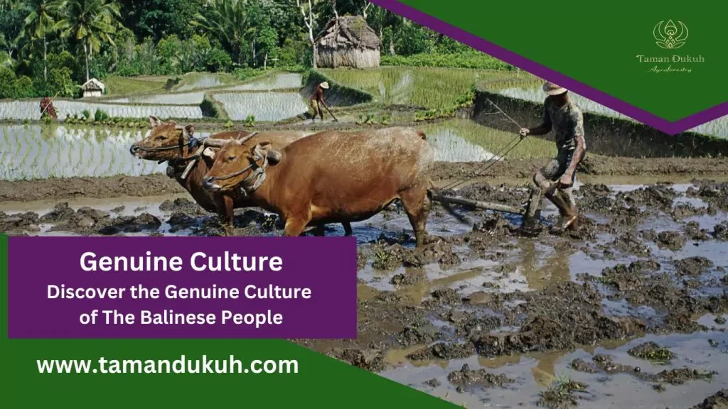 Taman Dukuh Genuine Culture Discover the Genuine Culture of The Balinese People
