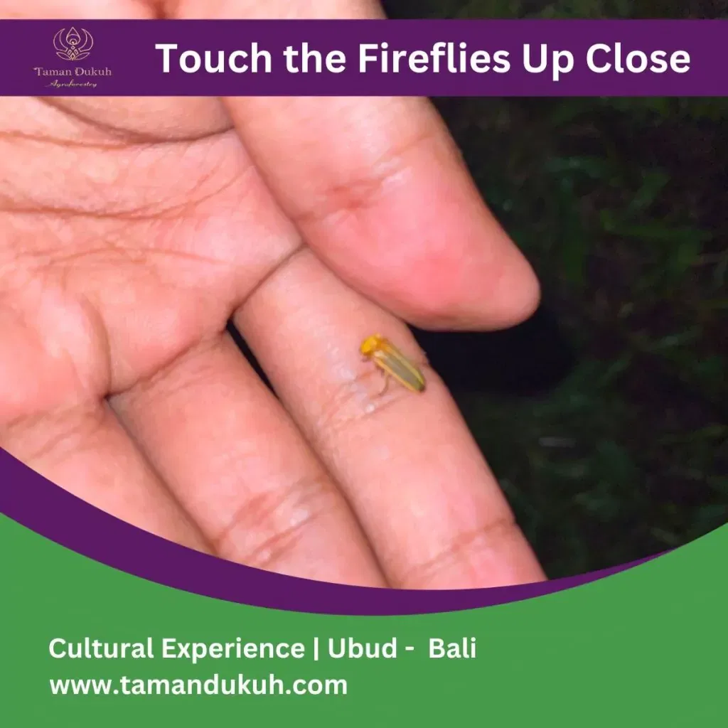 Taman Dukuh touch the fireflies up close