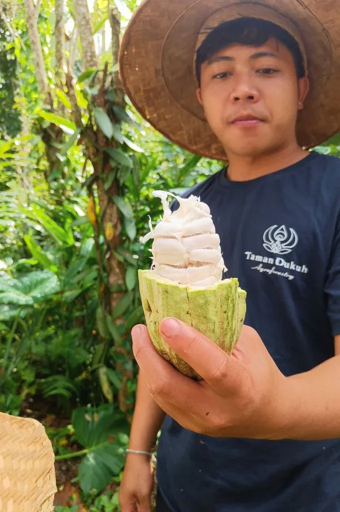 finding and tasting raw cocoa beans during at Taman Dukuh Agroforestry