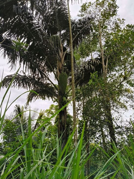 Pohon Aren - Sugar Palm Tree