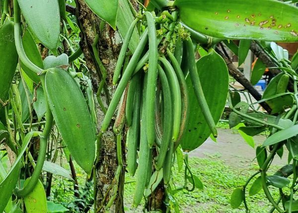 Morning cooking Class with Market Visit 6 The vanilla "bean" is actually the cured fruit pod of the vanilla orchid