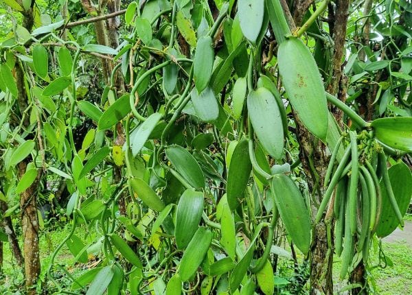 Vanilla Plant climbing on trees