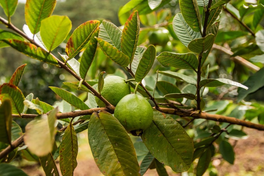Close-up of guava fruits hanging on a branch