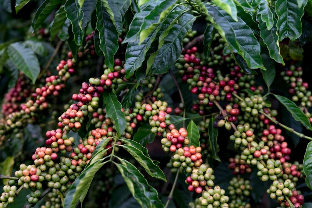Ripening Arabica coffee berries in various stages on lush green branches.