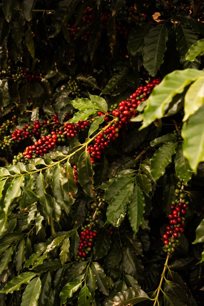 Close-up of robusta coffee plant with ripe red berries