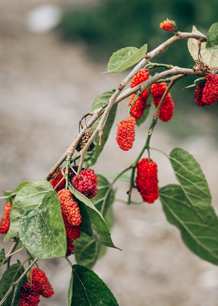 Mulberries hanging from a branch with green leaves.