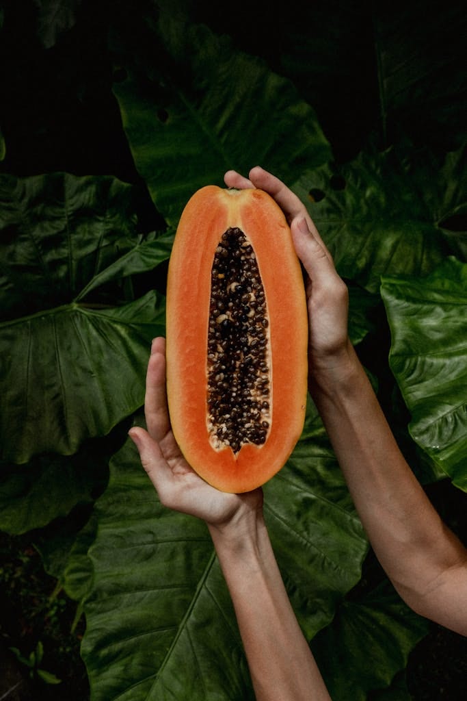 Fresh tropical papaya held by hands