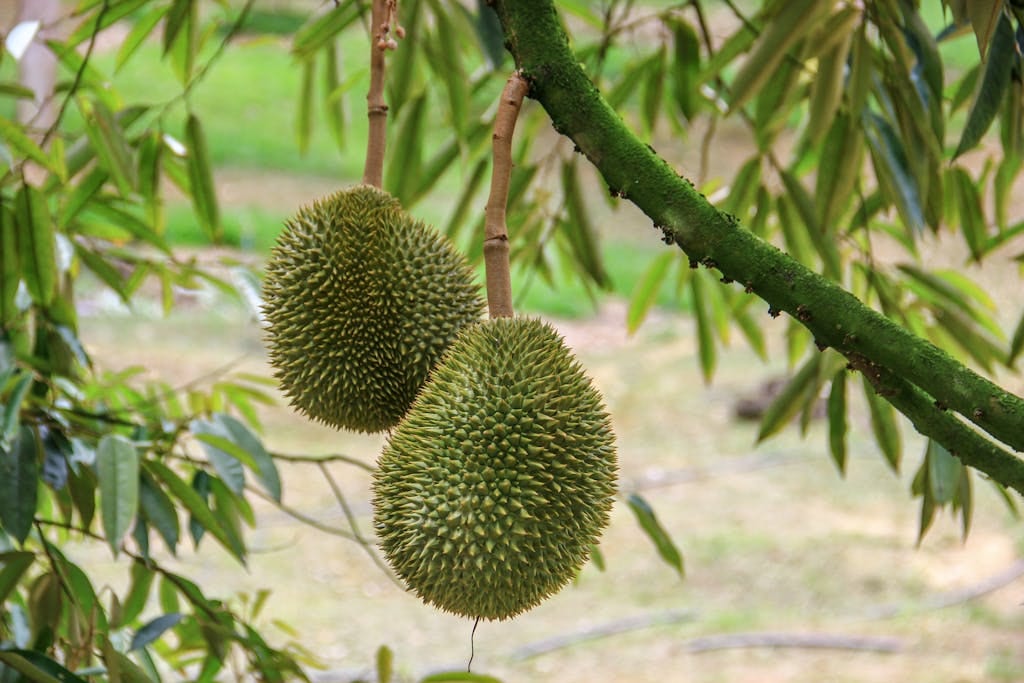 Durians hanging from a tree branch, showcasing their distinctive spiky texture.