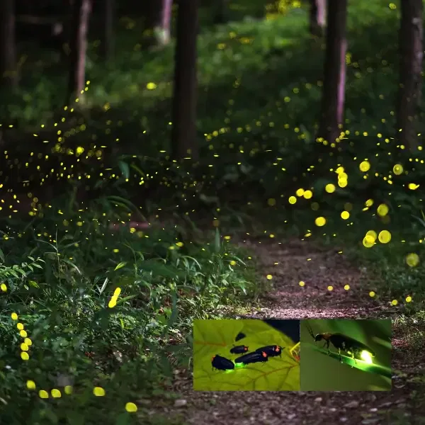 fireflies on the field and some are fleshing the light