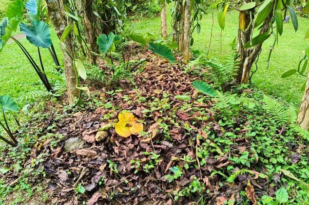 Composting Management leaves in the wild