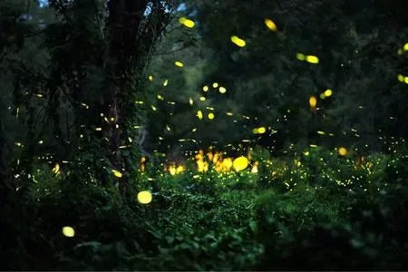 fireflies lighting in the village