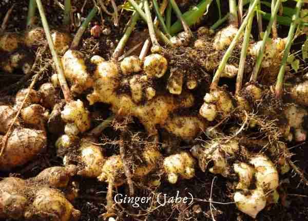 ginger or jahe