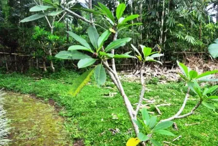 Frangipani