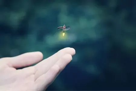firefly take off from hand