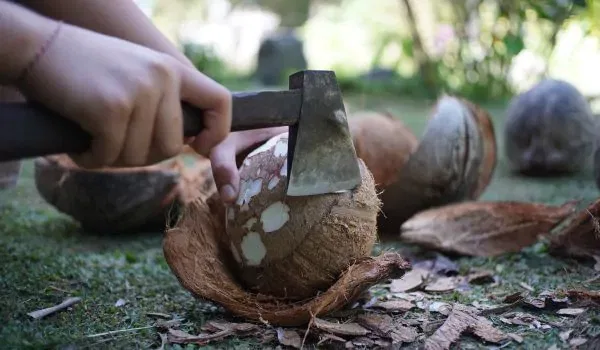 Coconut Oil Making 4 how to open the coconut traditionally