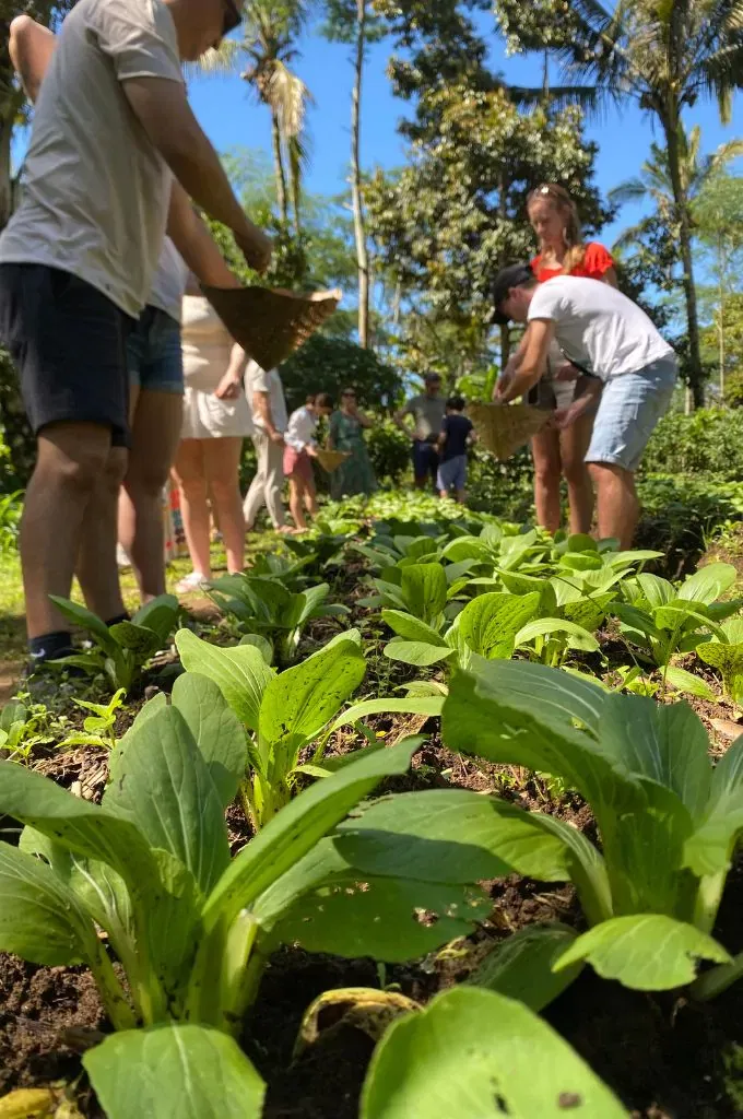Family & Kids Cooking Class 2 harvesting some green veggies for salad at Taman Dukuh Farm