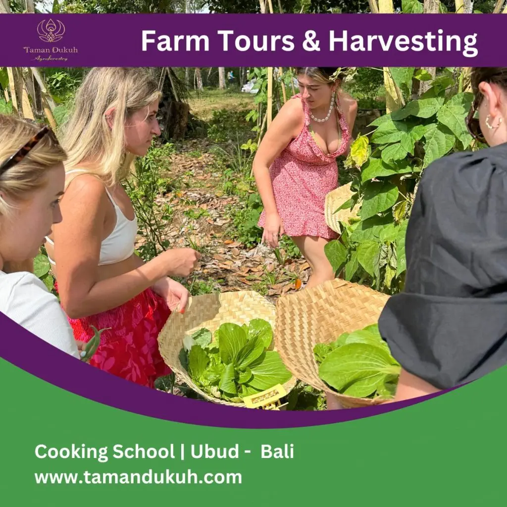 Vegetarian Cooking Class in Ubud-Bali 8 taman dukuh farm tours and harvesting
