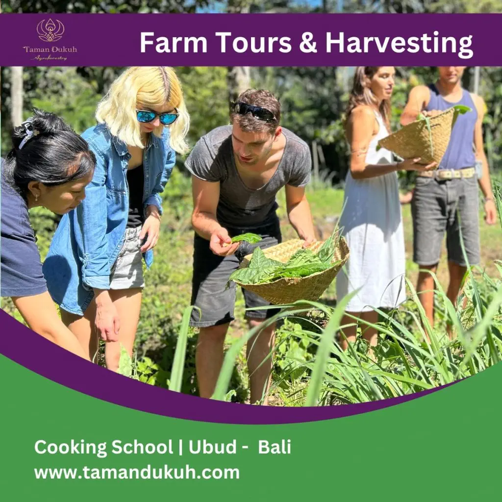 Couples Cooking Classes And Romantic Dinner in Ubud-Bali 6 taman dukuh farm tours couples