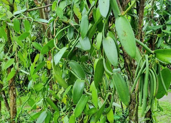 Panili - Vanilla 1 Vanilla Plant climbing on trees