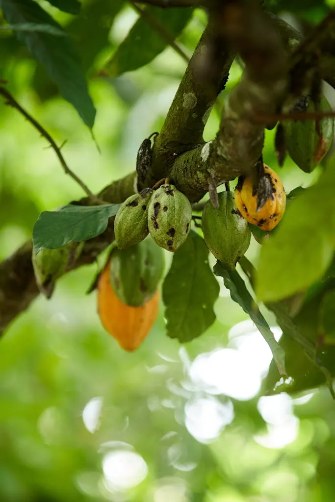 Kakao - Cacao 1 Vibrant cacao pods hanging from a tree