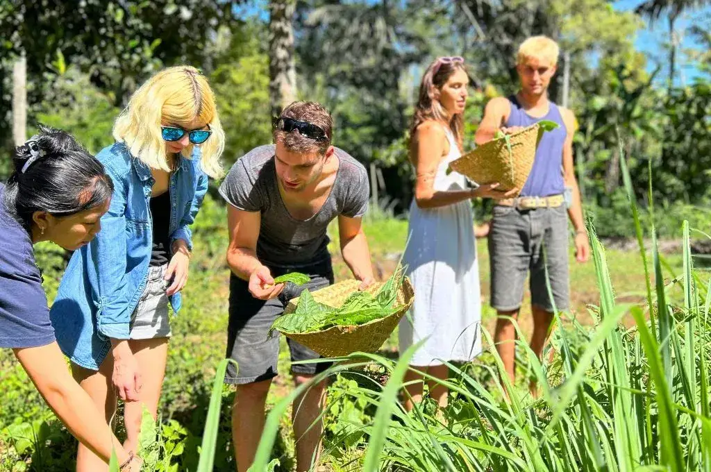 2 couples harvesting fresh veggies on organic farm at taman dukuh bali