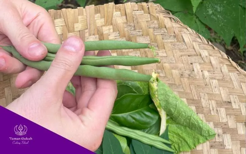 Mastering Balinese Flavors 2 A perfect, freshly picked beans from an organic farm in Bali, embodying the Sukla concept of newness and purity for sacred offerings.