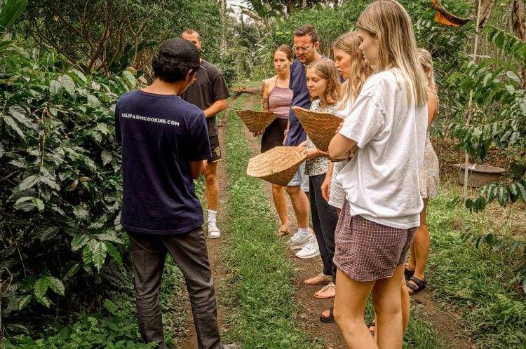 Farm-to-Table Foraging Ubud 9 harvesting some cooking ingredients during farm tour