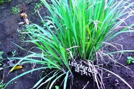 Spices & Ingredients 11 citronella plant