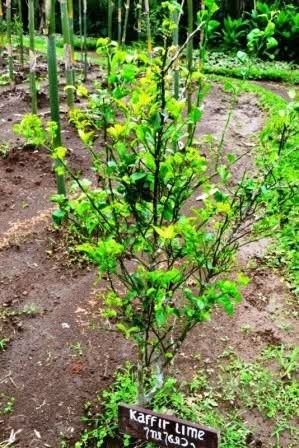 Kaffir Lime