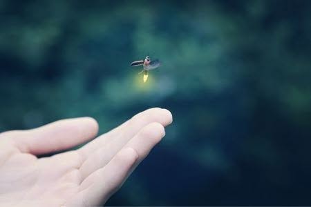 Bali Firefly Tours 8 firefly take off from hand
