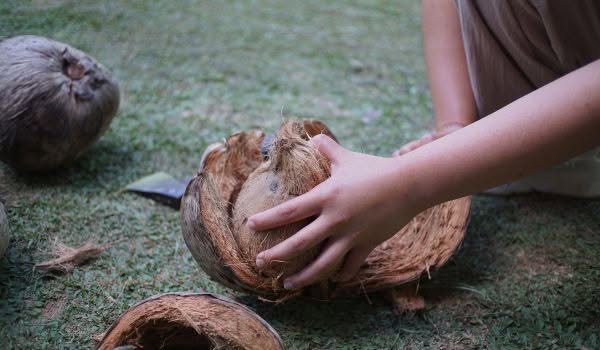 Coconut Oil Making 3 opening coconut husk fiber